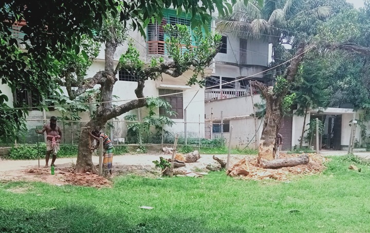 অনুমতি না নিয়েই কাঁঠালগাছ কর্তন, টেন্ডার ছাড়াই প্রাচীর নির্মাণের অভিযোগ